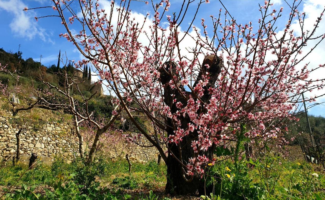 Agriturismo Alveare Finale Ligure Bagian luar foto